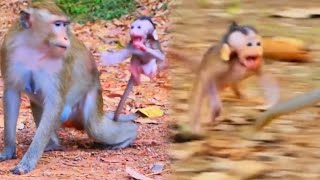 The baby monkey was afraid of being abandoned by mother so he always clung to her and felt insecure [upl. by Amalea33]