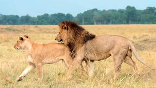 Mâles contre Femelles dans le monde animalier [upl. by Anividul]