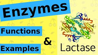 What are Enzymes amp How Do They Work [upl. by Eanahc]