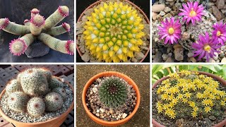 Apresentação de 20 espécies de Mammillaria para identificação nomes atualizados  2022 [upl. by Sitnerp]