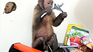 Capuchin Monkey Gets A Tool Box [upl. by Casilda]