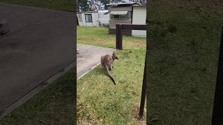 LAustralie cest vraiment un autre délire australia australie kangourou kangaroo animal [upl. by As]