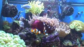 Enchanted Aquarium  H Magnifica Ritteri Sea Anemone Eating in reef aquarium [upl. by Euqirne]