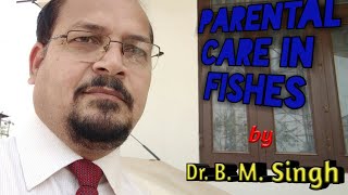 Parental care in Fishes [upl. by Aehs]