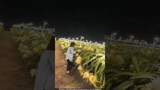 Why Do These Farmers NEED So Many Light Bulbs to Grow Dragon Fruit 🤯 [upl. by Uriia]