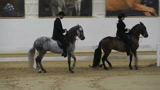 Paso Fino Extravaganza 2023 [upl. by Hyland]