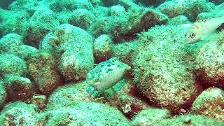 【映像記録】シマウミスズメと泳ぐ Swim with Thornback cowfish [upl. by Avonasac]