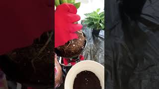 Repotting Dieffenbachia  Dieffenbachia Plant Care shorts waterleaf herbaceous pelargonium [upl. by Warga]