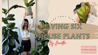 Common Houseplant Problems  HOW TO FIX THEM Plant Rescue Monstera Pilea Fiddle Leaf Fig Peace Lily [upl. by Attenreb]