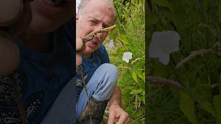 Bindweed calystegia sylvatica invasivespecies permaculture gardening explore adventure [upl. by Dennett]