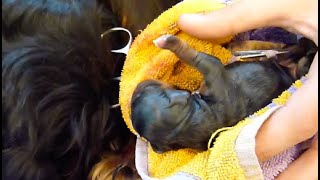 Cavalier Puppy Birth Bootsies Second Litter [upl. by Araec]