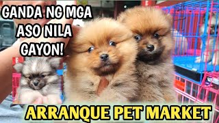 DAMING MAGAGANDANG ASO SA ARRANQUE PET MARKET BAKA NANDITO ANG HANAP MO [upl. by Edgerton]