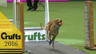 Flyball  Team Final  Crufts 2016 [upl. by Normak]