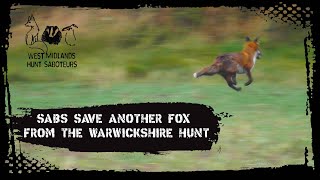 Sabs save another fox from the Warwickshire Hunt [upl. by Airamasor]