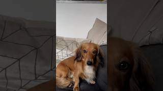 My dog orders pizza dachshundlife funny animal puppy pizza shy reuben [upl. by Nesyrb]