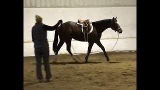 DGS Buckeye Grove  2021 AQHA Bay Gelding  Lunging 12023 [upl. by Siugram792]