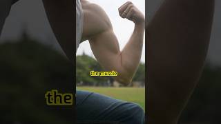 Visible vs Usable Biceps stayflexy [upl. by Kipp]