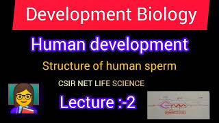 Lecture2Developmental BiologyStructure of Human SpermCSIR NET LIFESCIENCEofficialsanikcsirnet [upl. by Atimed]