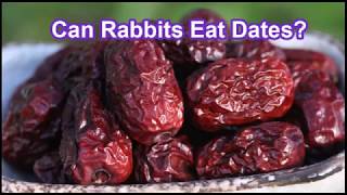 Can Rabbits Eat Dates [upl. by Margot]