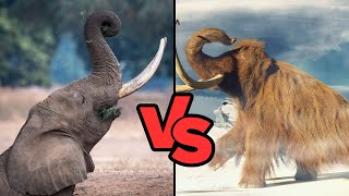 Elephant vs Mammoth  Who Would Have Won a Fight [upl. by Meador]