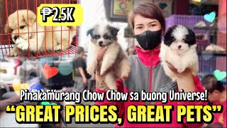 quotGREAT PRICES GREAT PETSquot  Arranque Pet Market  Oct 12 2023 [upl. by Saree]