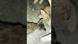 Aapas Mein khelte Hue Billi ke bacche [upl. by Seagrave363]