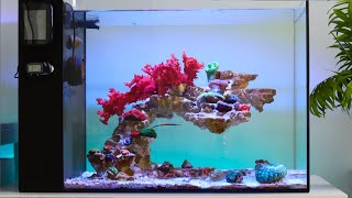 Bringing my Reef Aquarium Back to Life  Blue Reef Tank [upl. by Irrem]