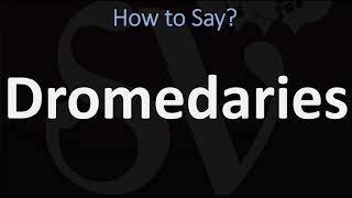 How to Pronounce Dromedaries CORRECTLY [upl. by Aieken]