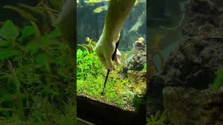 New grass add in aquarium [upl. by Ennovahc]