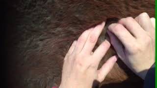 Paard en Osteopaat  Dry needling bij paarden [upl. by Akinyt]