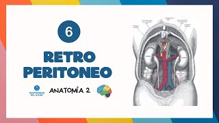 🩻 RETROPERITONEO  Anatomía UDA [upl. by Aicella428]