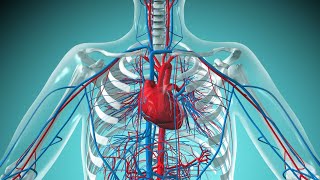 CVS Aneurysm  abdominal aortic aneurysms  thoracic aortic aneurysms  lec 5 [upl. by Gilemette]