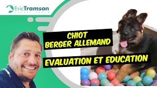 Chiot Berger Allemand Education Evaluation Eric Tramson [upl. by Neelyad]