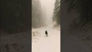 Its here Winter Colville National Forest Live Shot [upl. by Nosdivad]