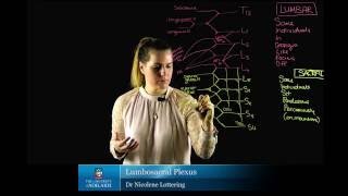 Lumbosacral Plexus Peripheral Nerves of the Lower Limb [upl. by Bergmans]