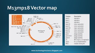 M13 and Phagemids as cloning vector [upl. by Cass224]