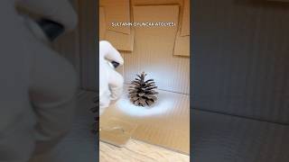 Look What I Made With Pine Cones and Toilet Paper Rolls diy [upl. by Eissed]