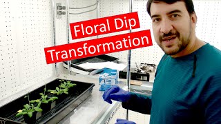 Transforming Arabidopsis by Agrobacterium floral dip [upl. by Nylave]