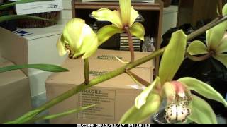 Cymbidium hookerianumOrchid is blossoming time lapse video [upl. by Medarda143]