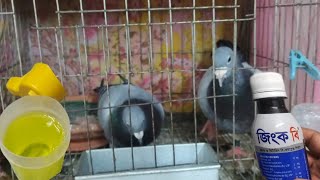 কবুতরকে ভিটামিন খেতে দিলাম। mspigeonloft pigeon birds [upl. by Tann]