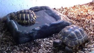 Pair of Hermanns tortoise [upl. by Eugene]