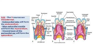 CVS embryology lect1 [upl. by Giess]