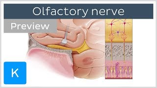 Olfactory nerve location and path preview  Human Anatomy  Kenhub [upl. by Kobi]