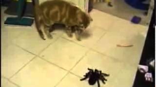 Spider Vs Cat [upl. by Photima665]