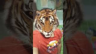 Im tiger 🐯 funny trending shorts [upl. by Lilyan]