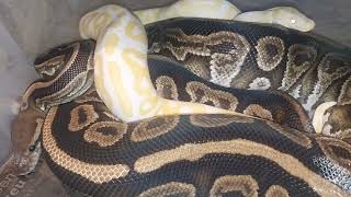 ball python albino blackpastel [upl. by Assirrem]