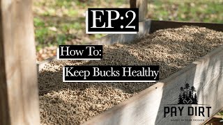 How to Tell if a buck is healthy based on a shed  Monster Meal Pt5  PayDirt [upl. by Lory518]