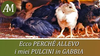 Allevare i pulcini in gabbia ecco perché  Avicoltura e Pollaio [upl. by Kalindi]