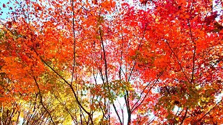 Amazing Most Beautiful Autumn Foliage Tour Walk in the Hwadam Forest in Korea  환상적인 단풍여행 화담숲 산책 4K [upl. by Civ593]