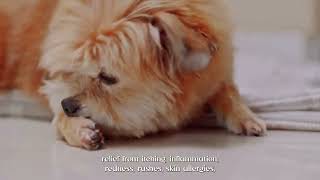 Dog skin problems hair fall and itching petmedicine petcare doglover pets vetmedicine [upl. by Airdnala]